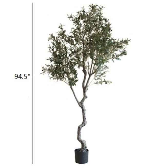 Real Appeal Olive Tree