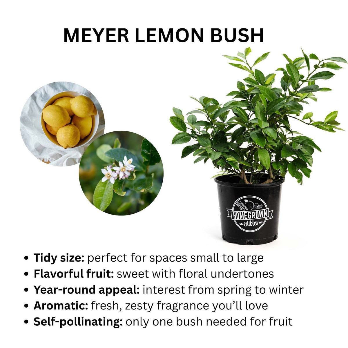 Improved Meyer Lemon Bush