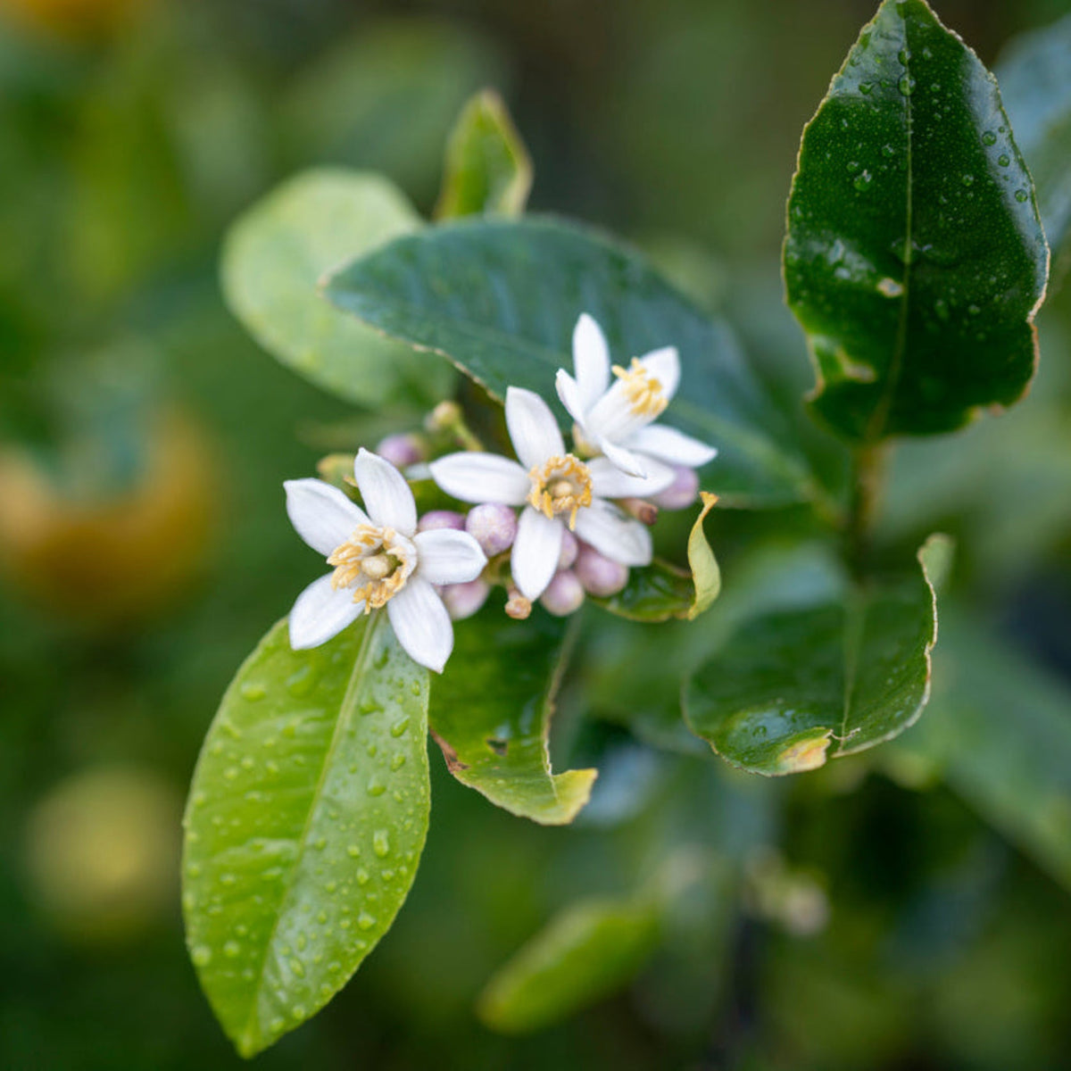 Improved Meyer Lemon Bush