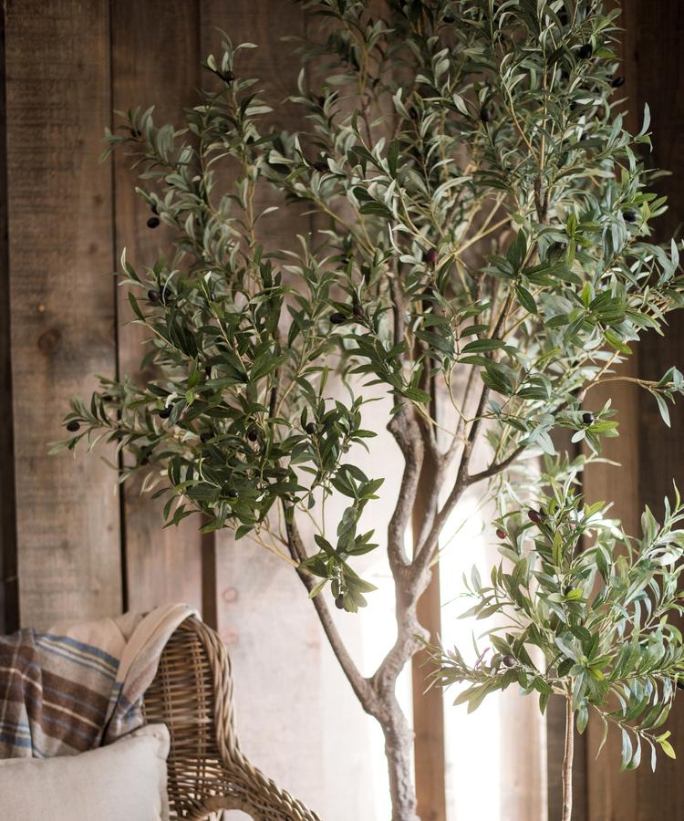 Real Appeal Olive Tree