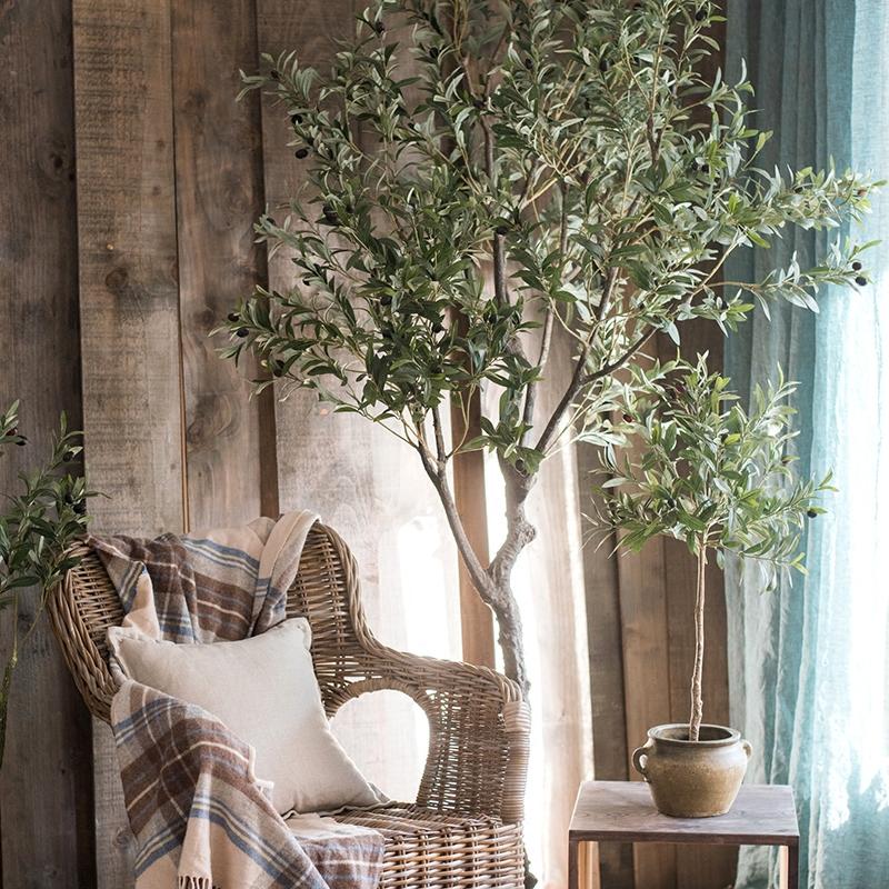 Real Appeal Olive Tree